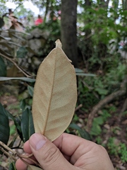 Elaeagnus pungens