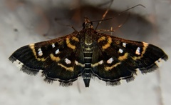 Diathrausta harlequinalis