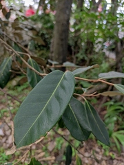 Elaeagnus pungens