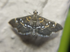 Diathrausta harlequinalis