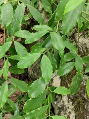 Euonymus myrianthus