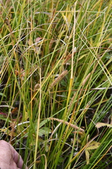 Carex rostrata
