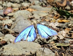 Morpho menelaus