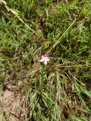 Centaurium