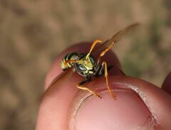 Polistes nimpha