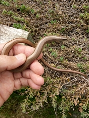 Anguis fragilis