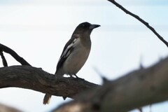 Cracticus nigrogularis