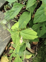 Impatiens balsamina