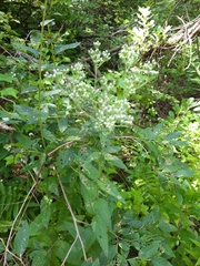 Eupatorium pilosum