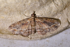 Chloroclystis filata