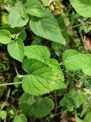 Viola acuminata
