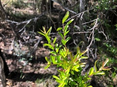 Pittosporum viscidum