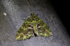 Austrocidaria similata