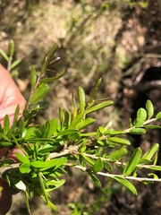 Pittosporum viscidum
