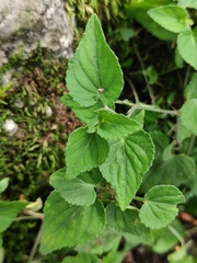 Viola acuminata
