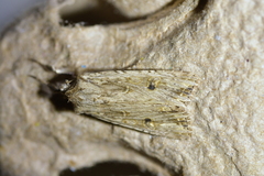 Ichneutica lignana