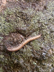 Cleidogona