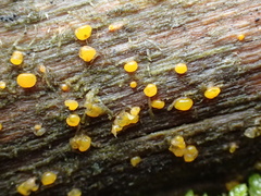 Dacrymyces stillatus