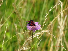 Zygaena