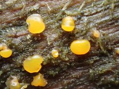 Dacrymyces stillatus