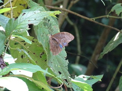 Morpho menelaus