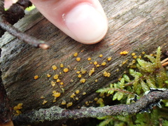 Dacrymyces stillatus