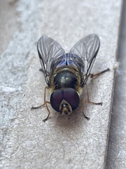 Melangyna viridiceps