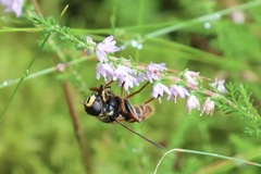 Sericomyia