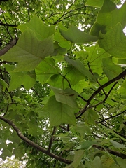 Liriodendron chinense