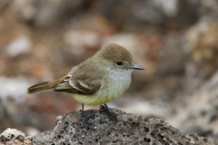 Myiarchus magnirostris