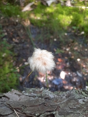 Eriophorum virginicum
