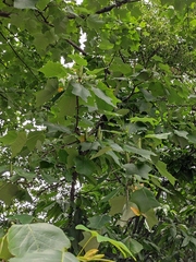 Liriodendron chinense