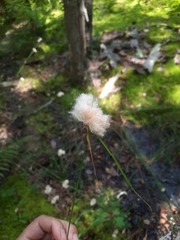 Eriophorum virginicum
