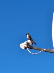 Ptyonoprogne fuligula