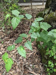 Acer davidii