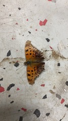 Polygonia