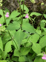 Spuriopimpinella brachycarpa