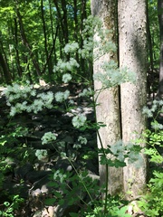 Thalictrum pubescens