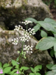 Spuriopimpinella brachycarpa