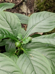 Hemiboea subcapitata