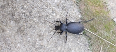 Carabus coriaceus