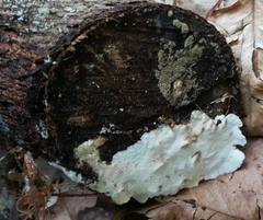Trametes villosa