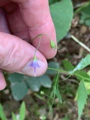 Campanula divaricata
