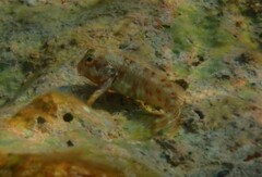 Scartella cristata