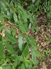 Euonymus myrianthus