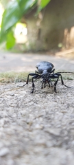 Carabus coriaceus
