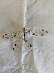 Dendroleon pantherinus