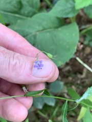 Campanula divaricata