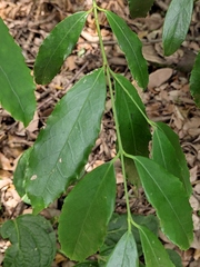 Euonymus myrianthus