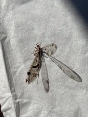 Dendroleon pantherinus